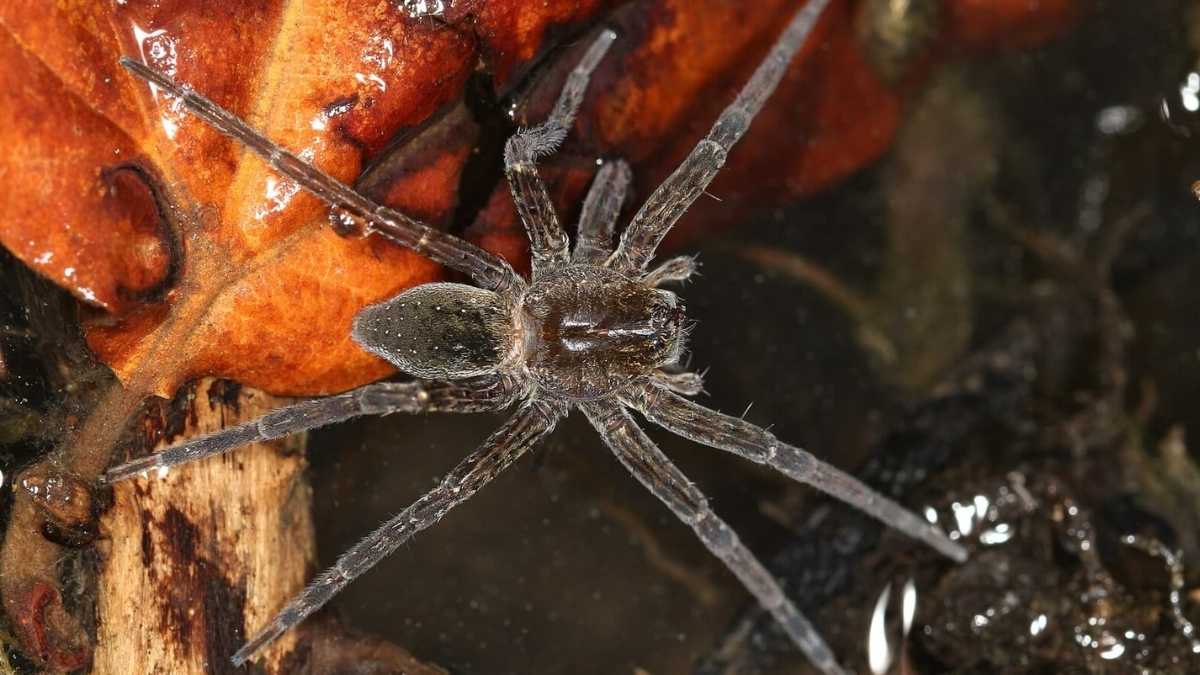 araignée géante Royaume-Uni