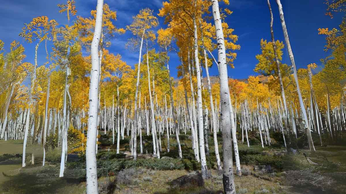 plus vieil arbre du monde