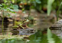 batraciens ou amphibiens