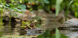 batraciens ou amphibiens