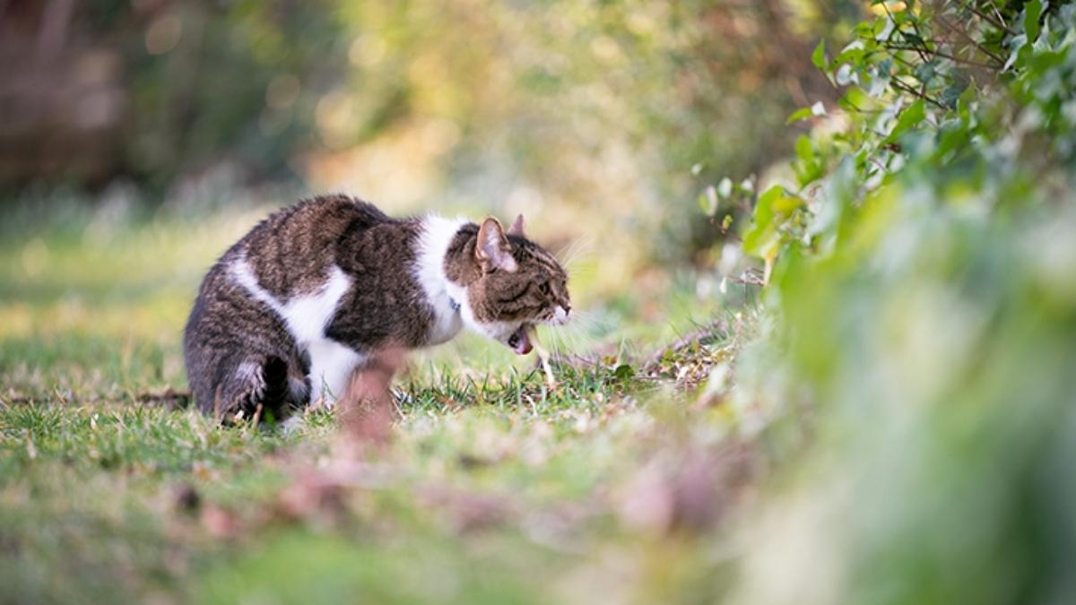 symptômes empoisonnement chat