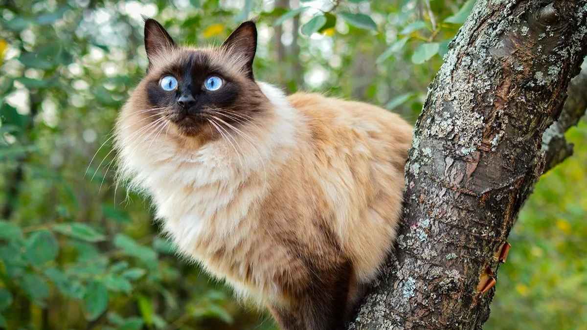 chat hypoallergénique prix