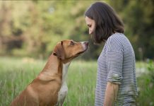 chien cerveau