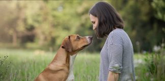 chien cerveau