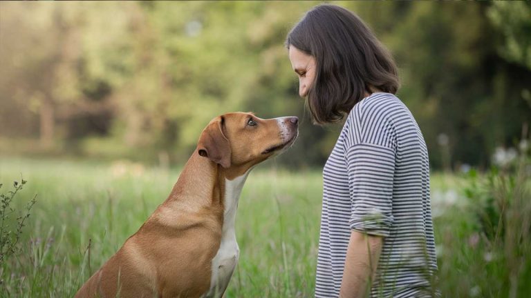 chien cerveau