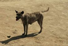 chien errant Bali retrouve sa famille