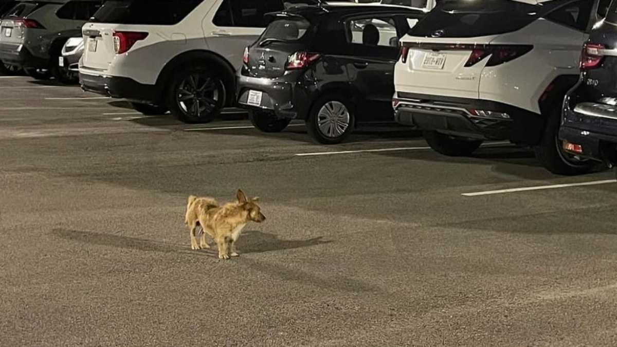 chien survit parking hôtel