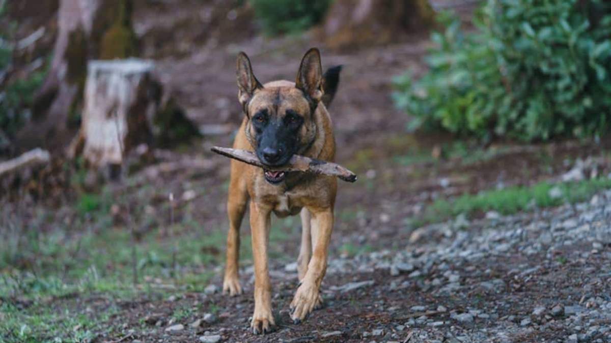 chien retrouve dans la foret