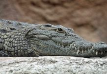 plus grand crocodile monde mort