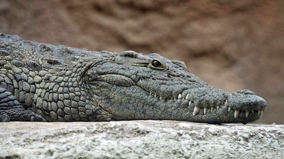 plus grand crocodile monde mort