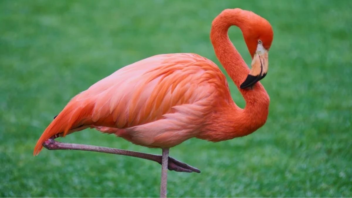 adopter flamant rose