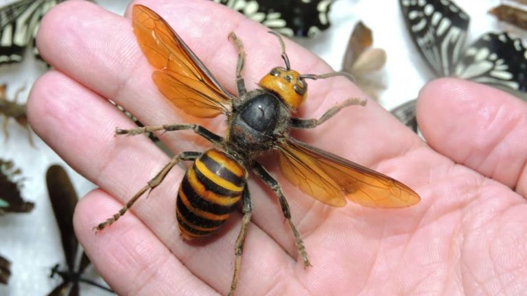 écraser frelon asiatique