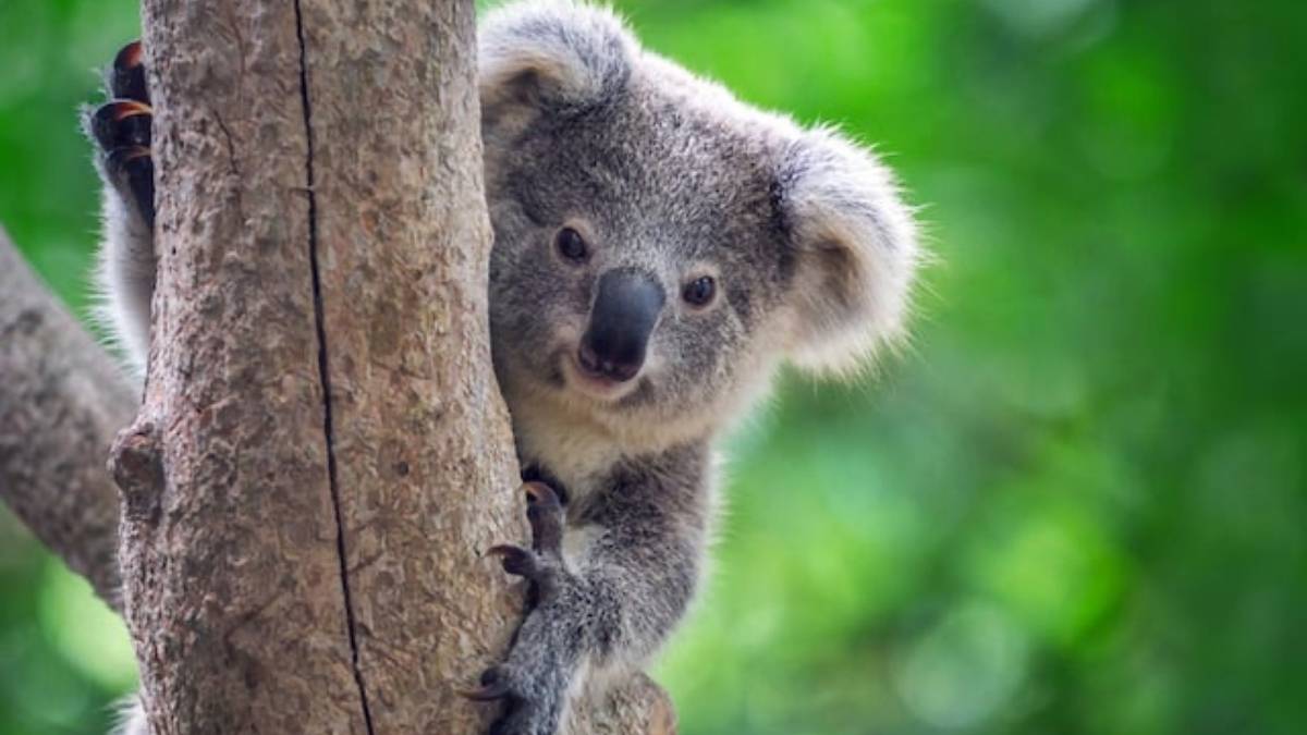 koala chambre maison