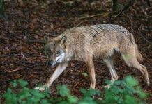 comment reconnaître un loup