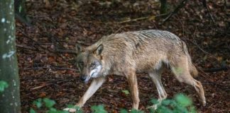 comment reconnaître un loup