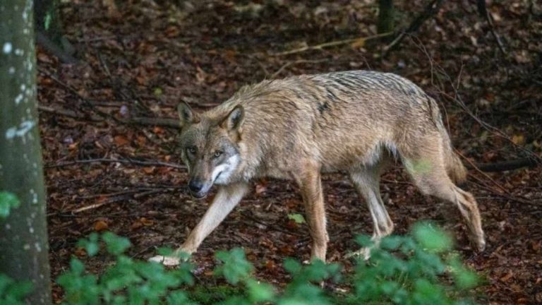 comment reconnaître un loup