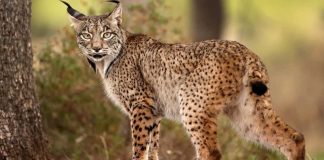 vision du lynx