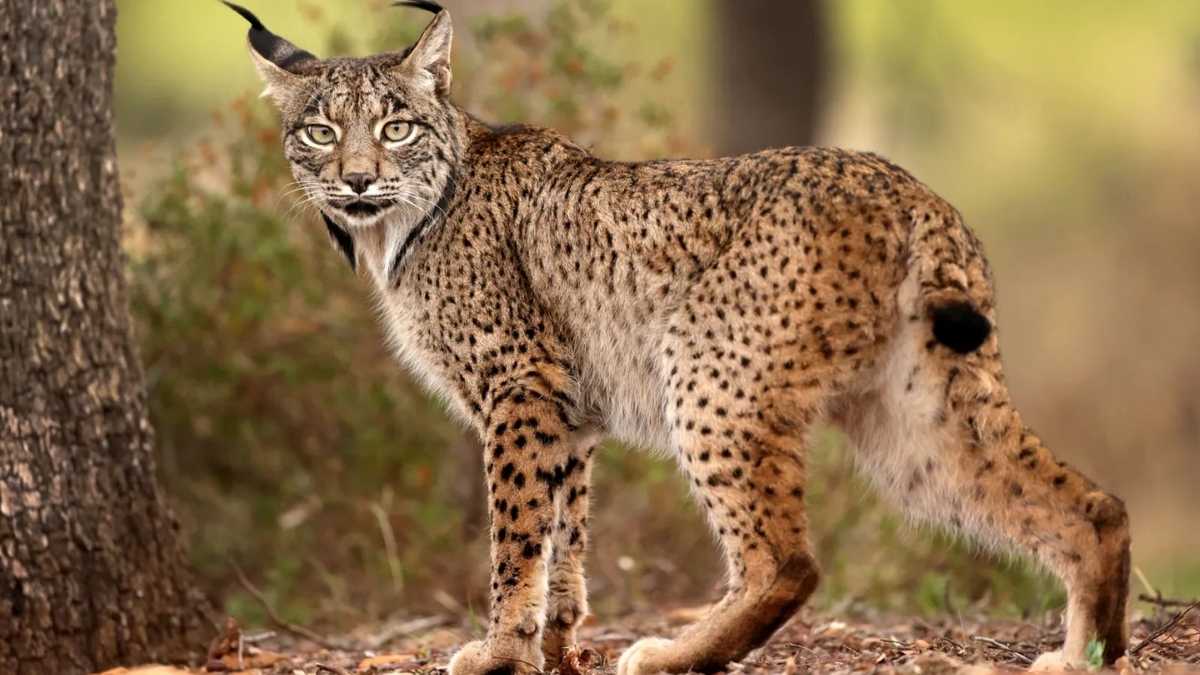 vision du lynx