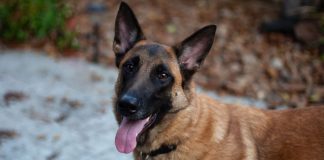 chienne malinois retrouve disparue