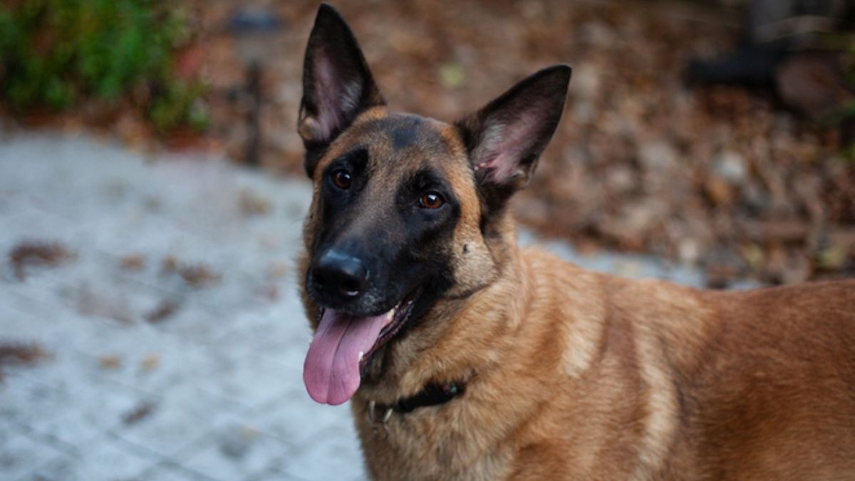 chienne malinois retrouve disparue