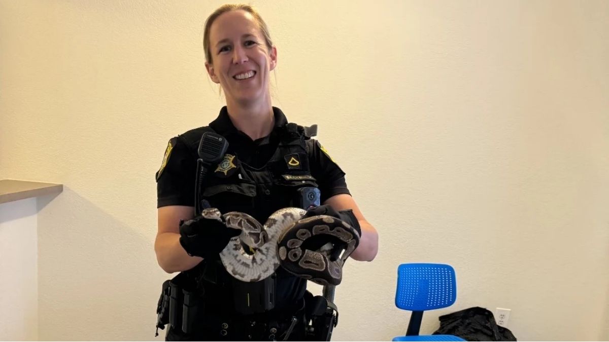 police python maitrisé