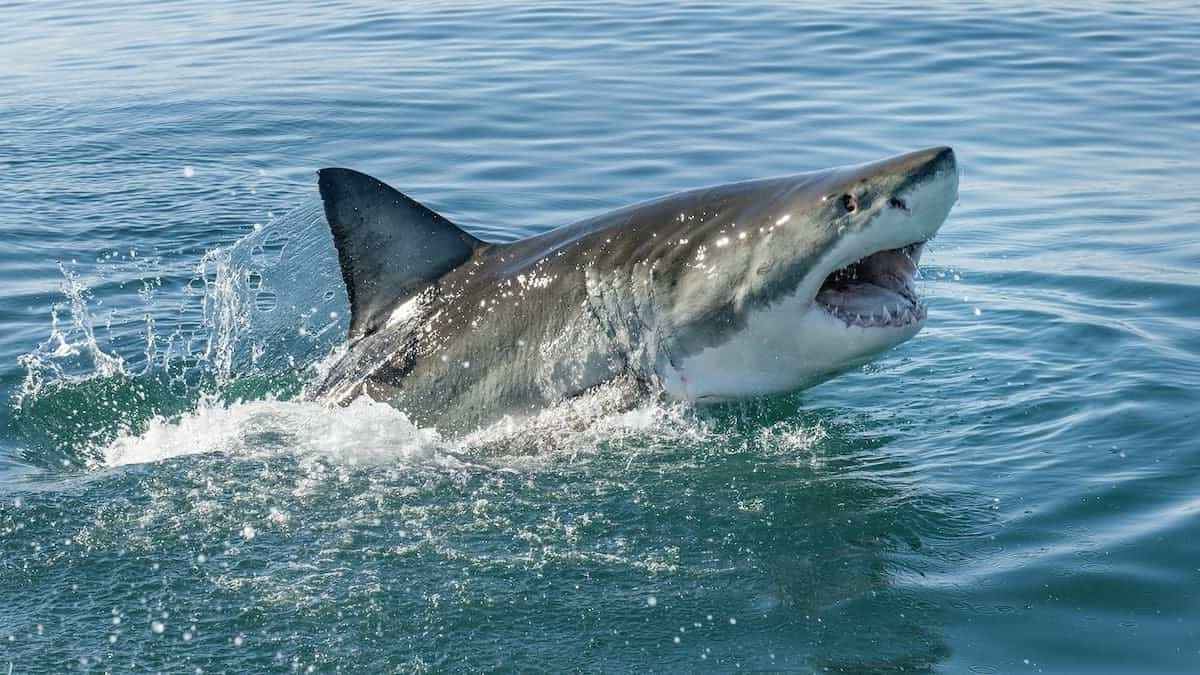 requin attaque surfeur