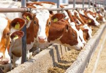 naissance quadruplés vache