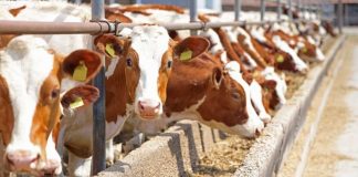 naissance quadruplés vache