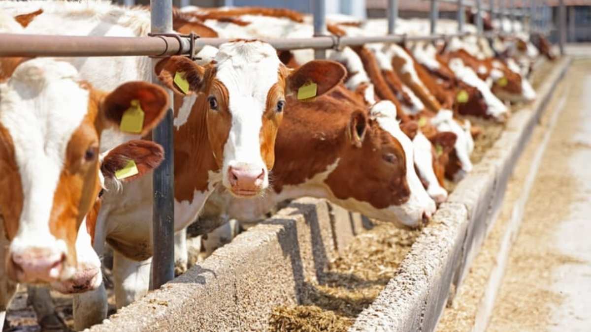 naissance quadruplés vache