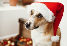 aliments à éviter à donner à votre chien lors des fêtes