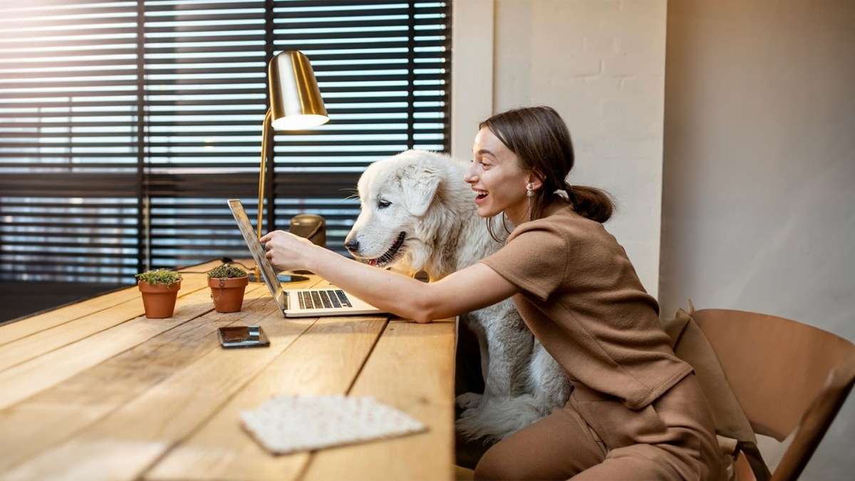 chien bureau travail entreprise