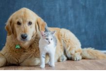 comment faire cohabiter chien et chat