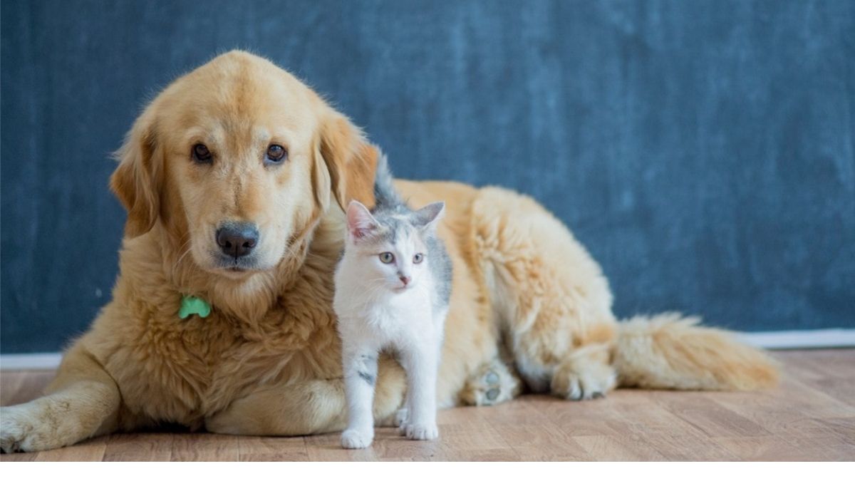 comment faire cohabiter chien et chat