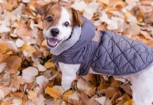 manteau chien hiver