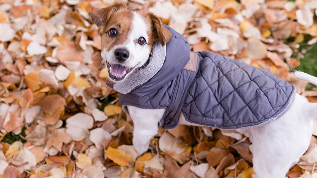 manteau chien hiver