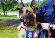 chien policier retrouve argent