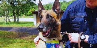 chien policier retrouve argent