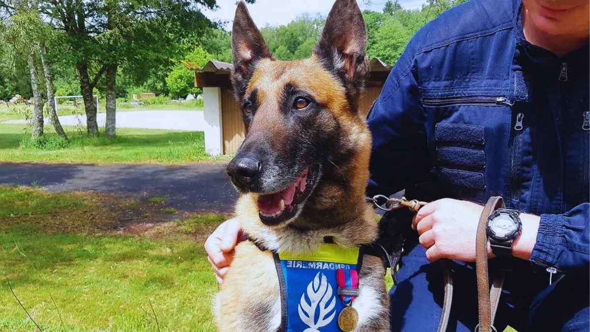 chien policier retrouve argent