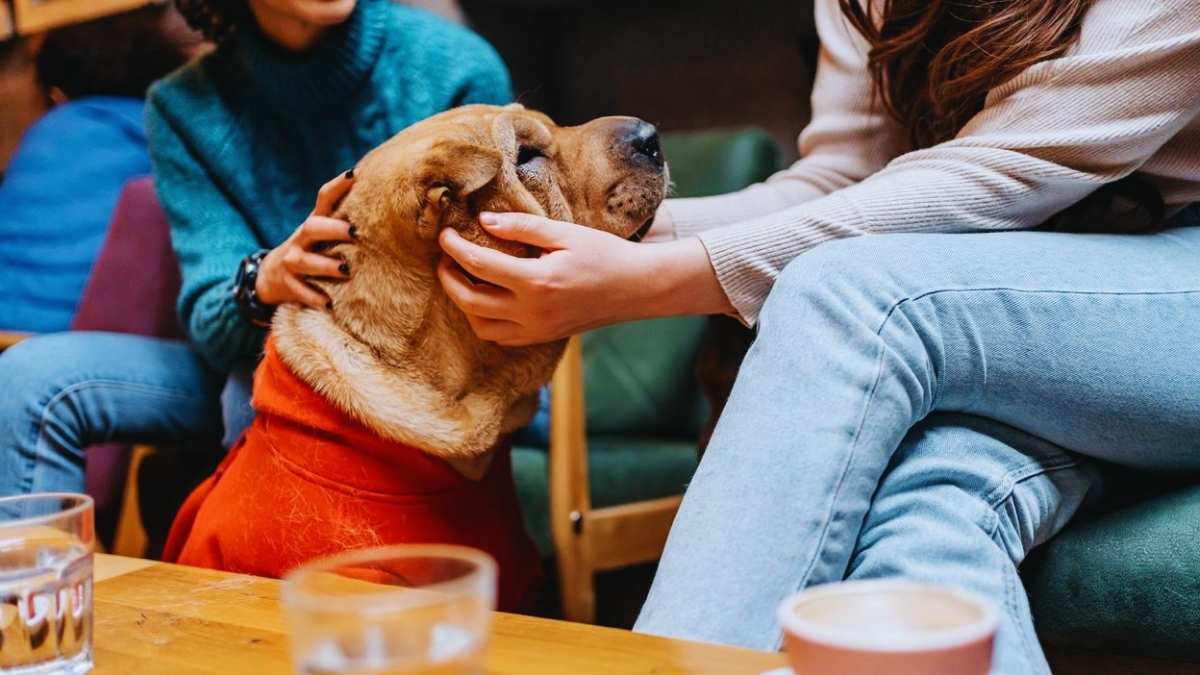 chien travaillent Chine