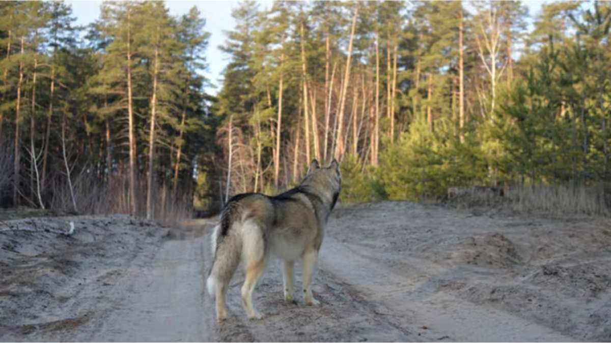 Husky tué police coyote