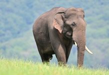 éléphants Laos extinction