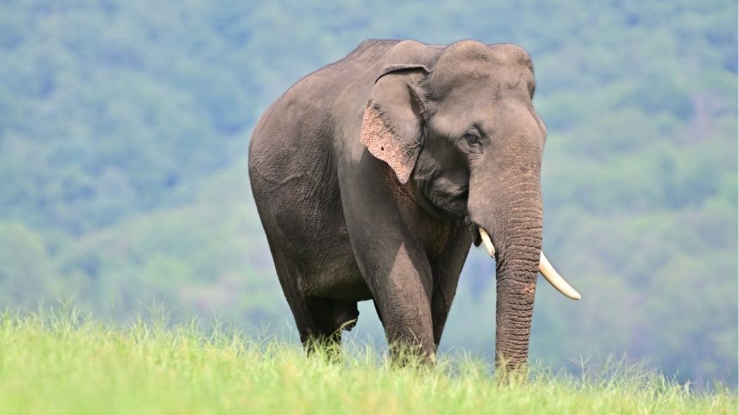 éléphants Laos extinction