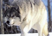 loups gris disparition