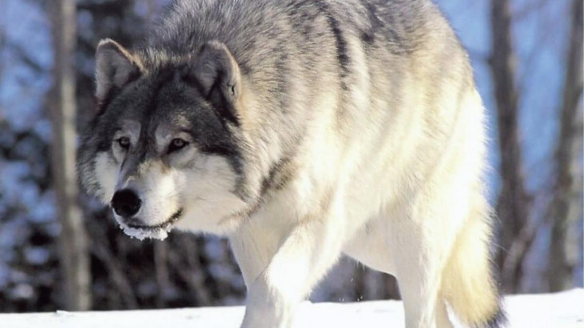 loups gris disparition