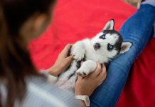 noms de chiens commençant par la lettre A pour 2025