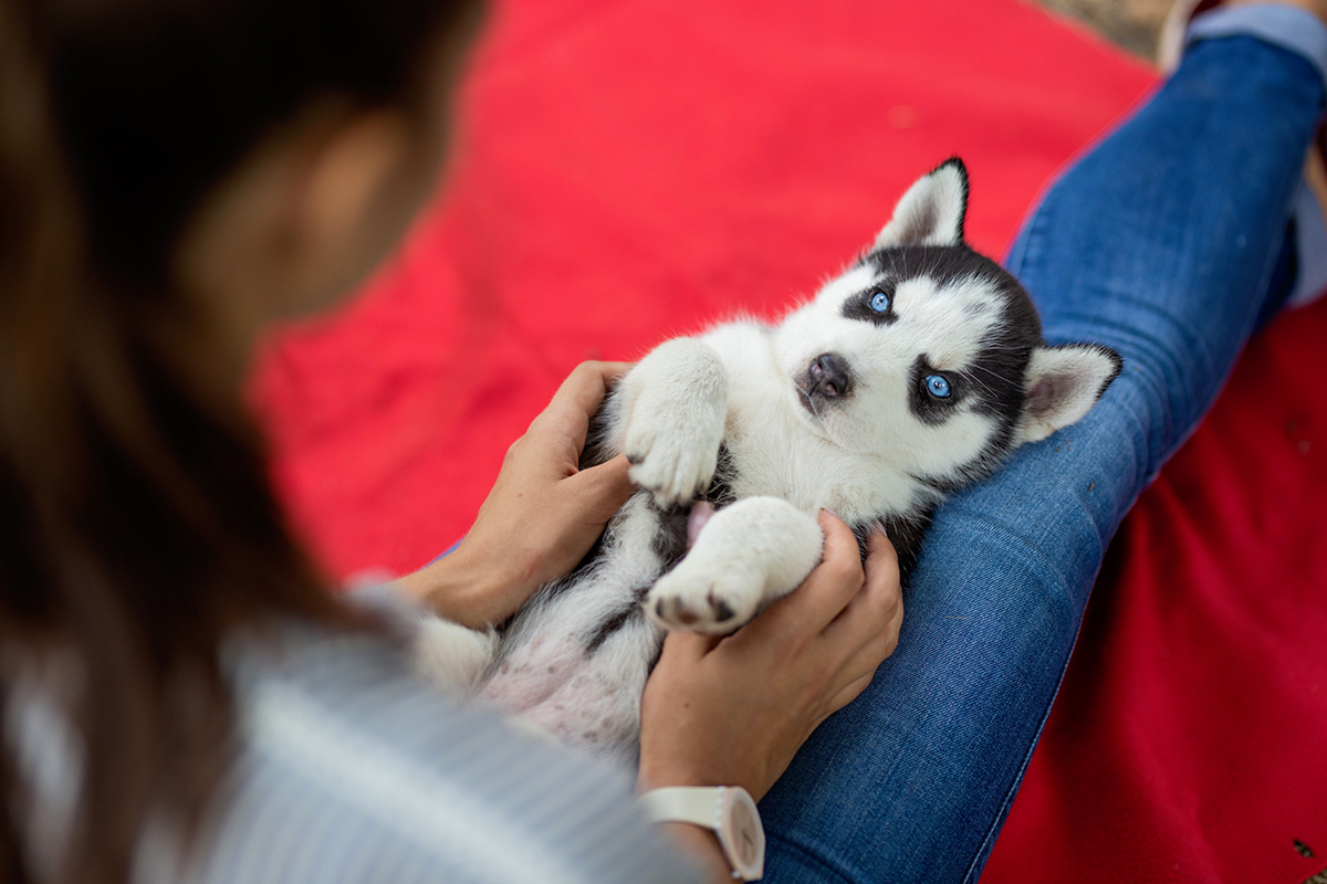 noms de chiens commençant par la lettre A pour 2025