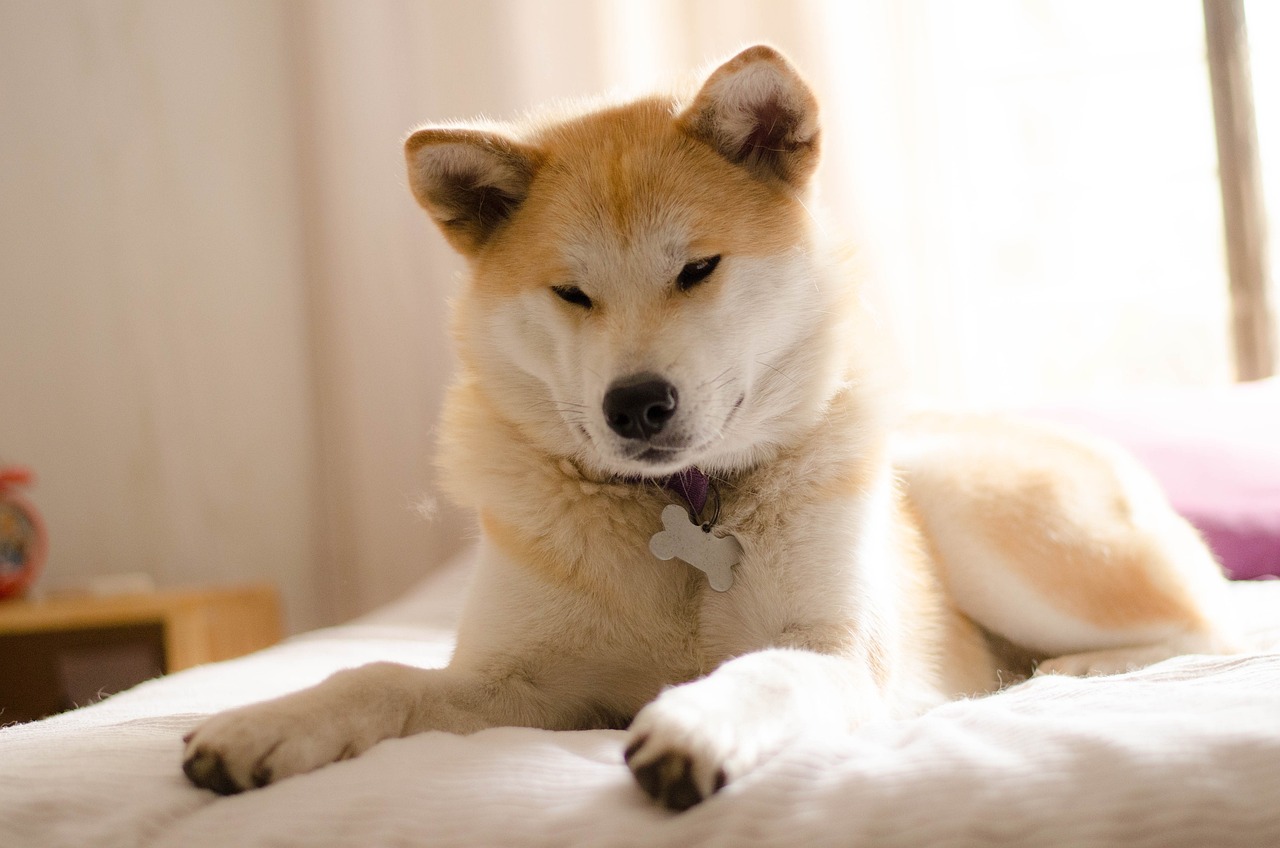 races de chien commençant par A