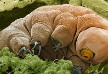 tardigrade radiation spatiale