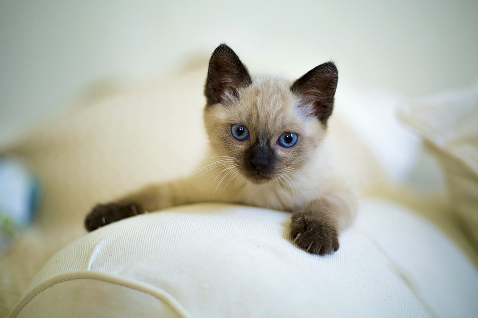 Chat De Race Bien Choisir Le Caractère De Son Chat