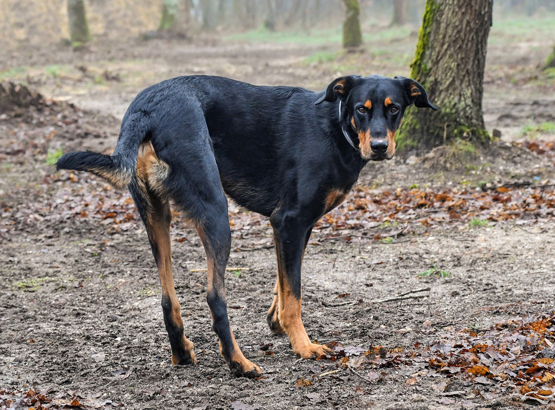 Beauceron Découvrez La Race De Chien